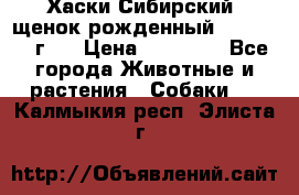 Хаски Сибирский (щенок рожденный 20.03.2017г.) › Цена ­ 25 000 - Все города Животные и растения » Собаки   . Калмыкия респ.,Элиста г.